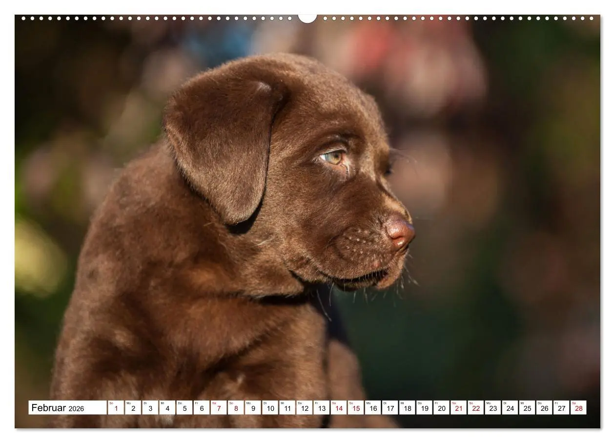 Bild: 9783457452233 | Labrador Retriever - Ein Freund für´s Leben (hochwertiger Premium...