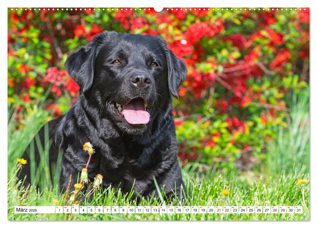 Bild: 9783457452233 | Labrador Retriever - Ein Freund für´s Leben (hochwertiger Premium...