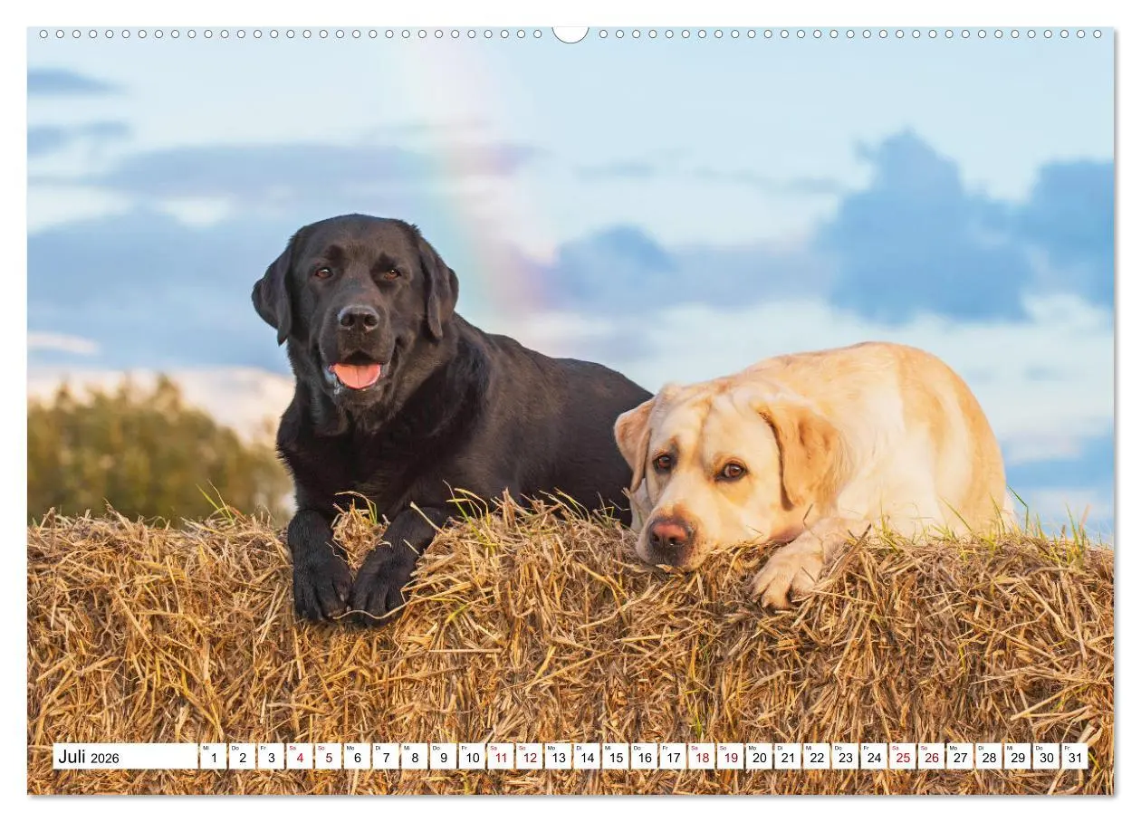Bild: 9783457452233 | Labrador Retriever - Ein Freund für´s Leben (hochwertiger Premium...