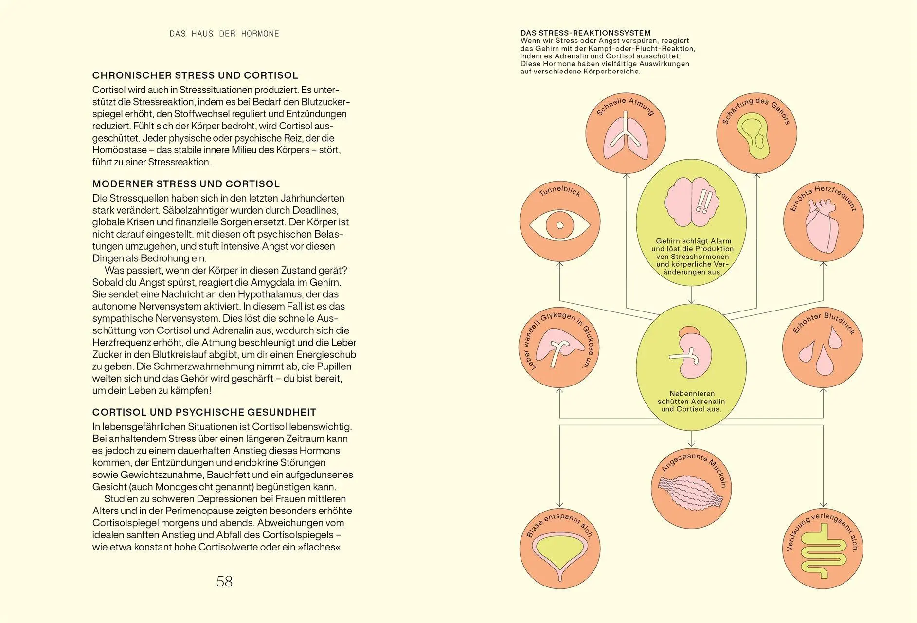 Bild: 9783831052233 | Alles, was du über Hormone wissen musst | Hannah Alderson | Buch
