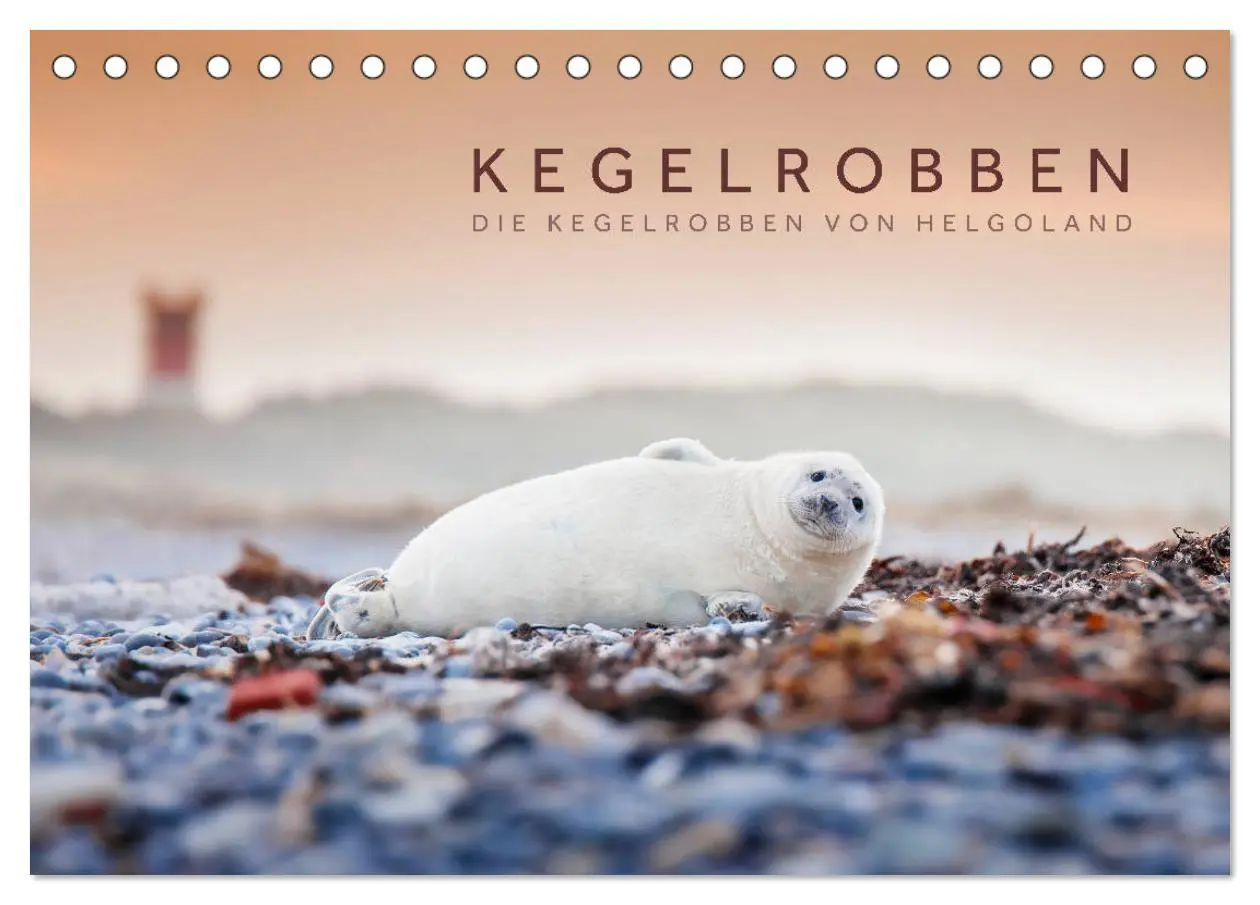 Cover: 9783457812433 | Kegelrobben - Die Kegelrobben von Helgoland (Tischkalender 2026 DIN...