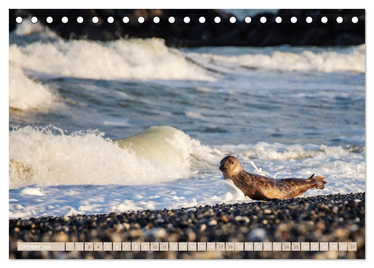 Bild: 9783457812433 | Kegelrobben - Die Kegelrobben von Helgoland (Tischkalender 2026 DIN...