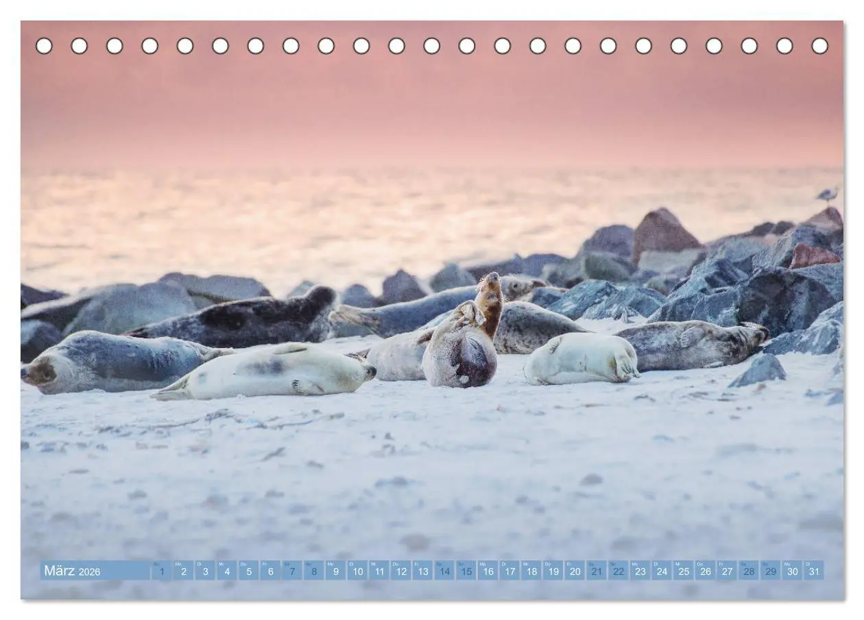 Bild: 9783457812433 | Kegelrobben - Die Kegelrobben von Helgoland (Tischkalender 2026 DIN...