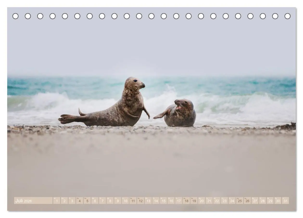 Bild: 9783457812433 | Kegelrobben - Die Kegelrobben von Helgoland (Tischkalender 2026 DIN...