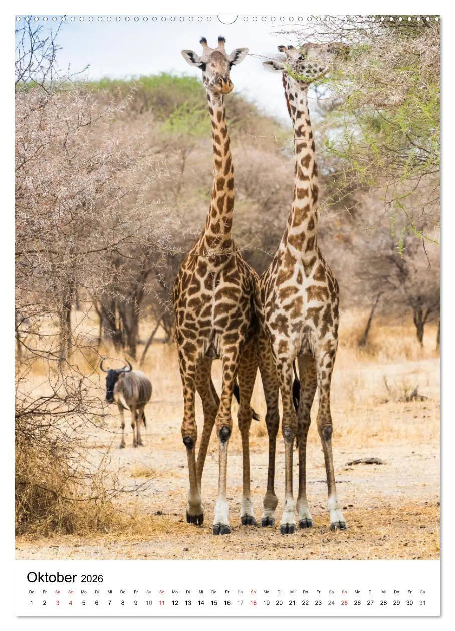 Bild: 9783516382433 | Serengeti Pur - Tansania (hochwertiger Premium Wandkalender 2026...