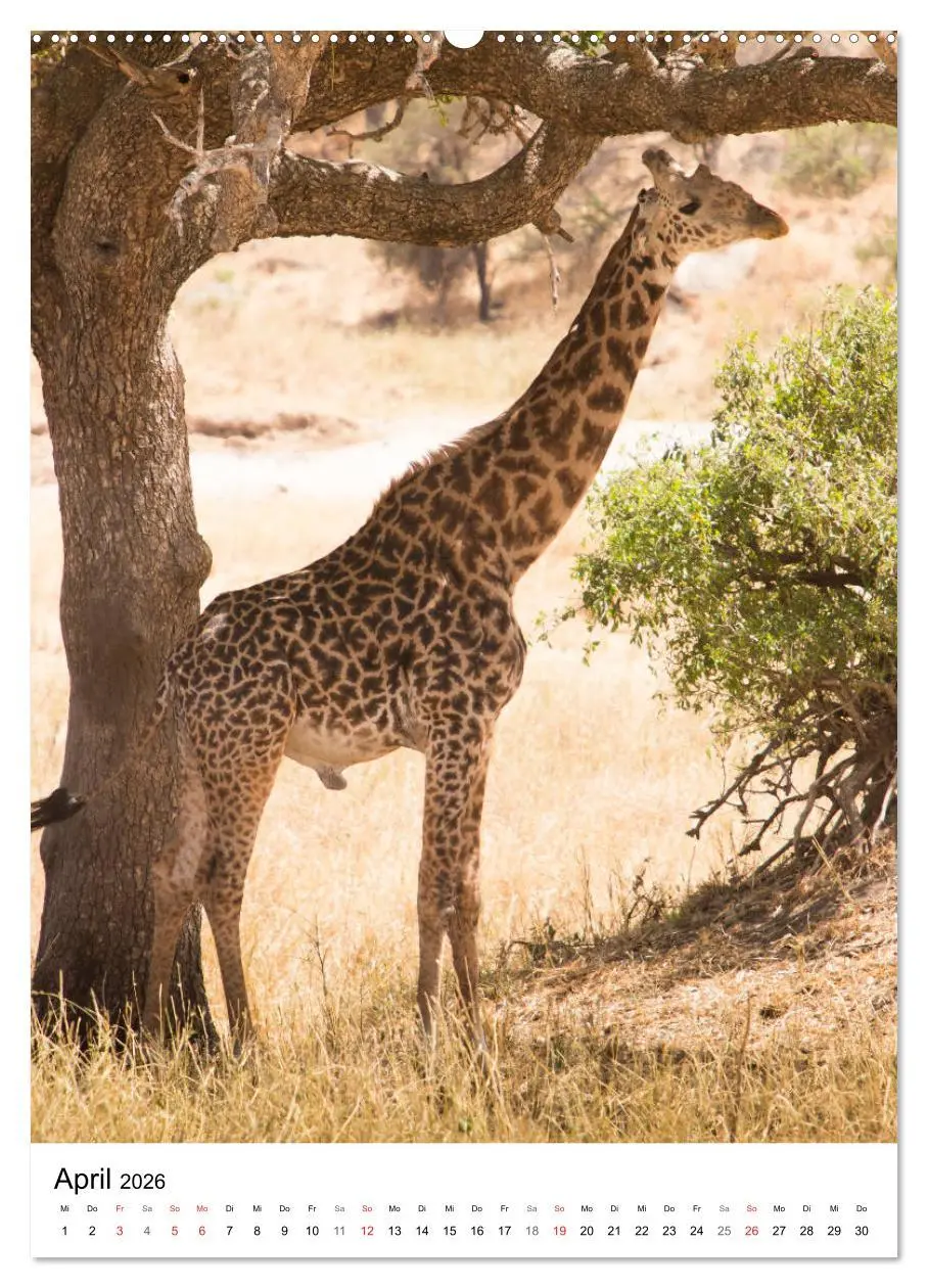Bild: 9783516382433 | Serengeti Pur - Tansania (hochwertiger Premium Wandkalender 2026...