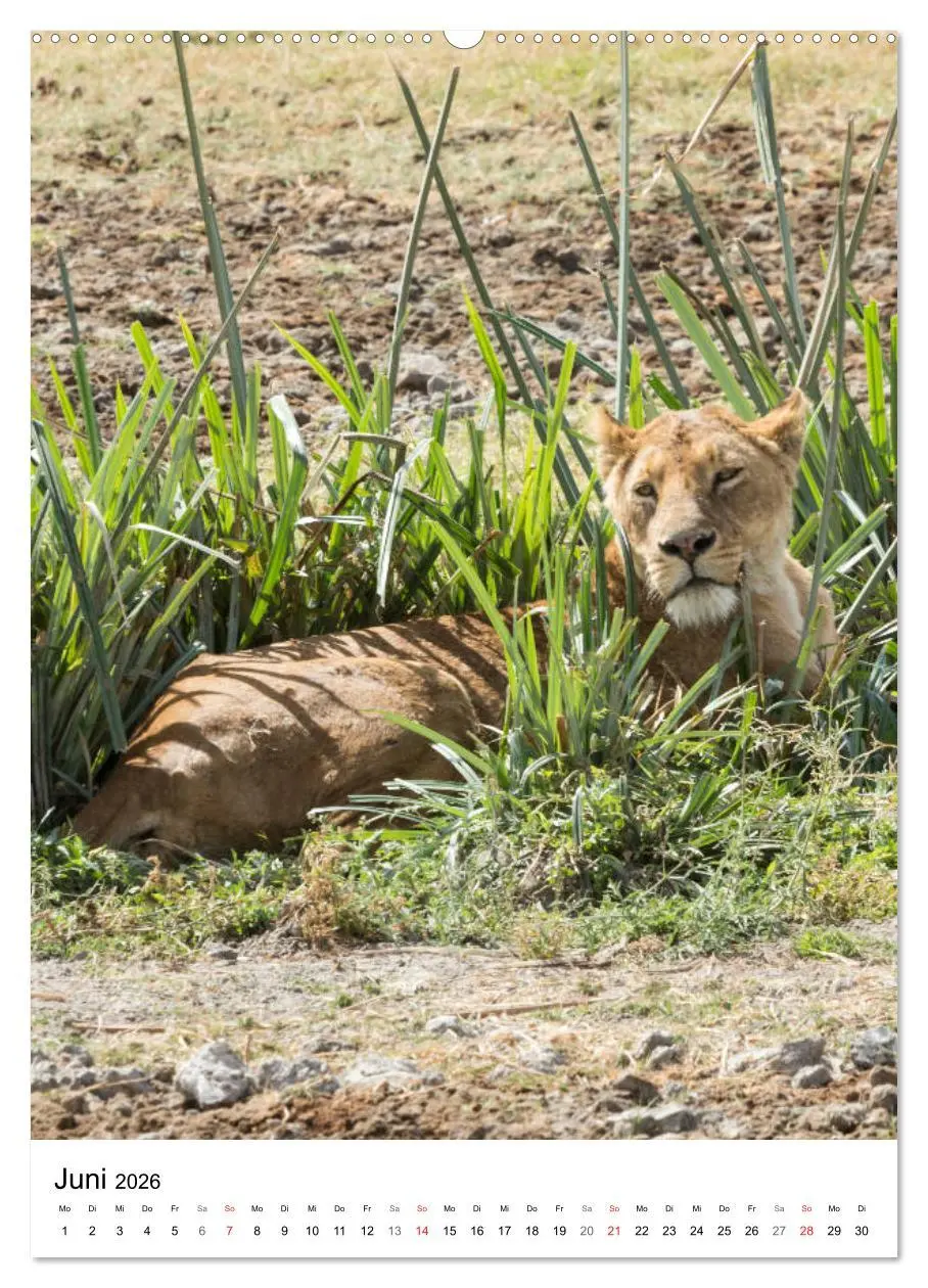 Bild: 9783516382433 | Serengeti Pur - Tansania (hochwertiger Premium Wandkalender 2026...