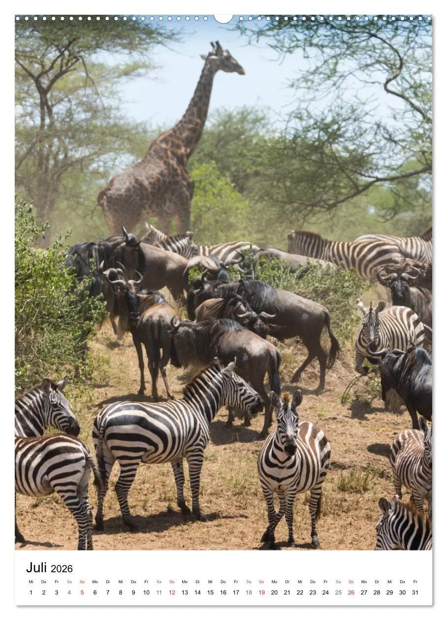 Bild: 9783516382433 | Serengeti Pur - Tansania (hochwertiger Premium Wandkalender 2026...