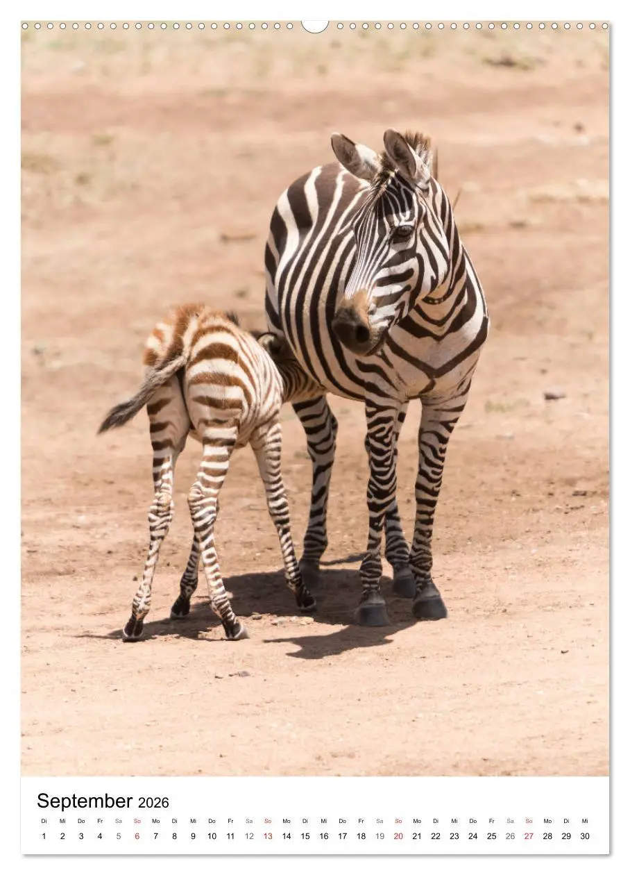 Bild: 9783516382433 | Serengeti Pur - Tansania (hochwertiger Premium Wandkalender 2026...