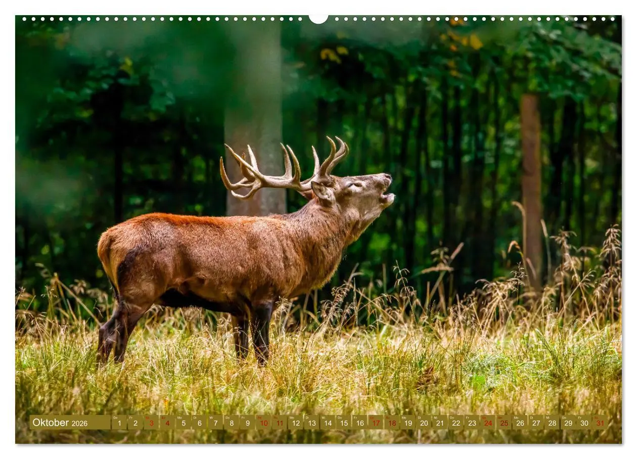 Bild: 9783457662533 | Die Brunft der Hirsche (Wandkalender 2026 DIN A2 quer), CALVENDO...