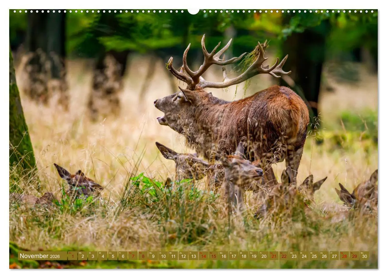 Bild: 9783457662533 | Die Brunft der Hirsche (Wandkalender 2026 DIN A2 quer), CALVENDO...