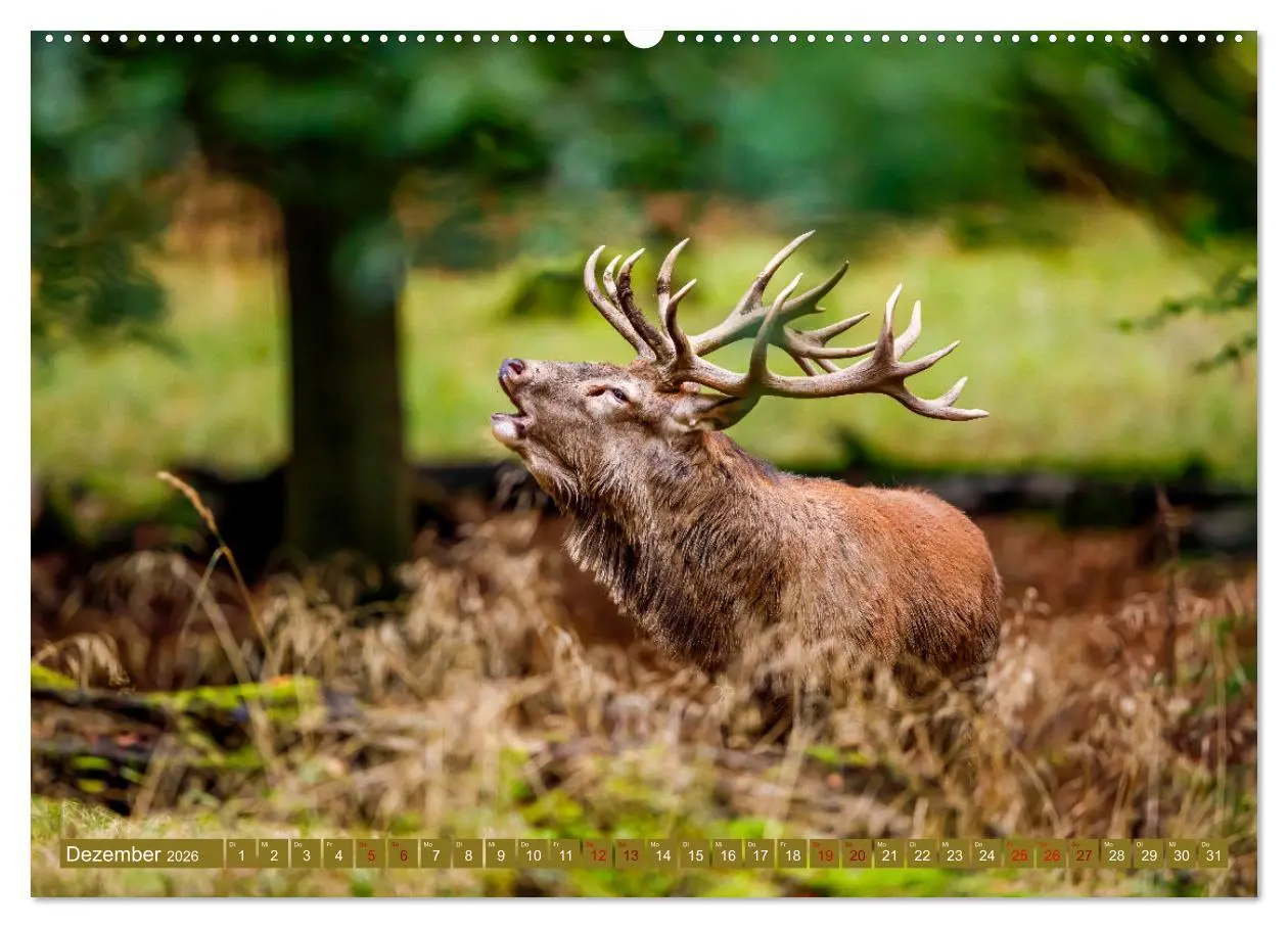Bild: 9783457662533 | Die Brunft der Hirsche (Wandkalender 2026 DIN A2 quer), CALVENDO...