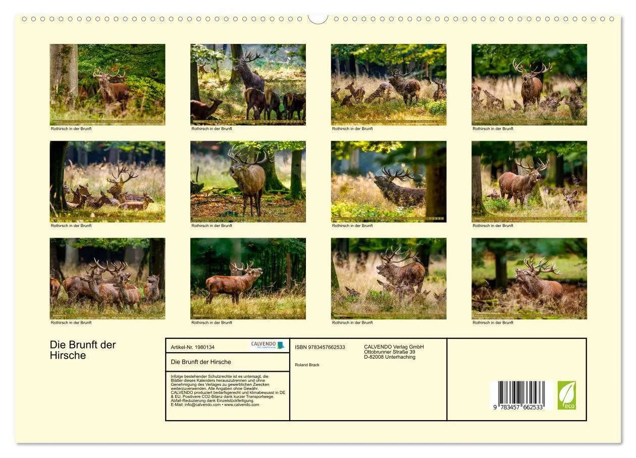 Bild: 9783457662533 | Die Brunft der Hirsche (Wandkalender 2026 DIN A2 quer), CALVENDO...