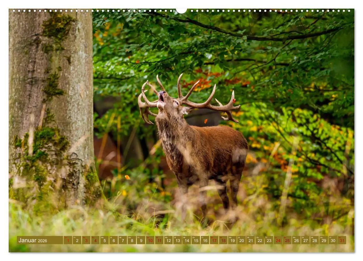 Bild: 9783457662533 | Die Brunft der Hirsche (Wandkalender 2026 DIN A2 quer), CALVENDO...
