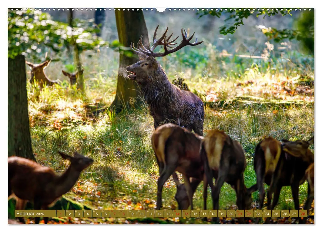 Bild: 9783457662533 | Die Brunft der Hirsche (Wandkalender 2026 DIN A2 quer), CALVENDO...