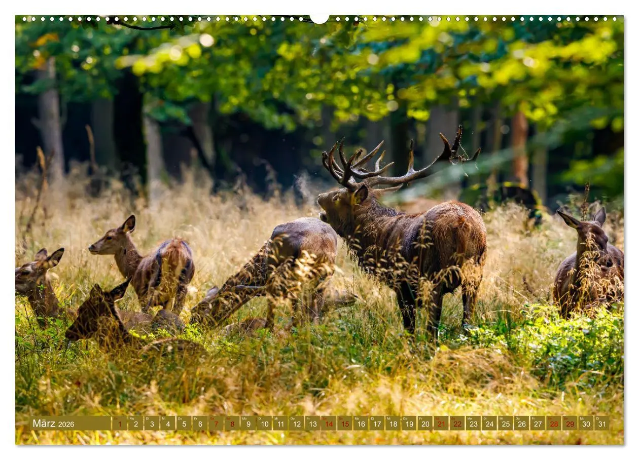 Bild: 9783457662533 | Die Brunft der Hirsche (Wandkalender 2026 DIN A2 quer), CALVENDO...