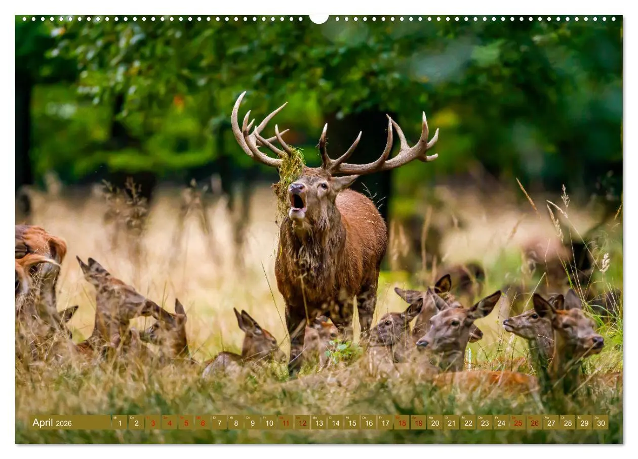 Bild: 9783457662533 | Die Brunft der Hirsche (Wandkalender 2026 DIN A2 quer), CALVENDO...