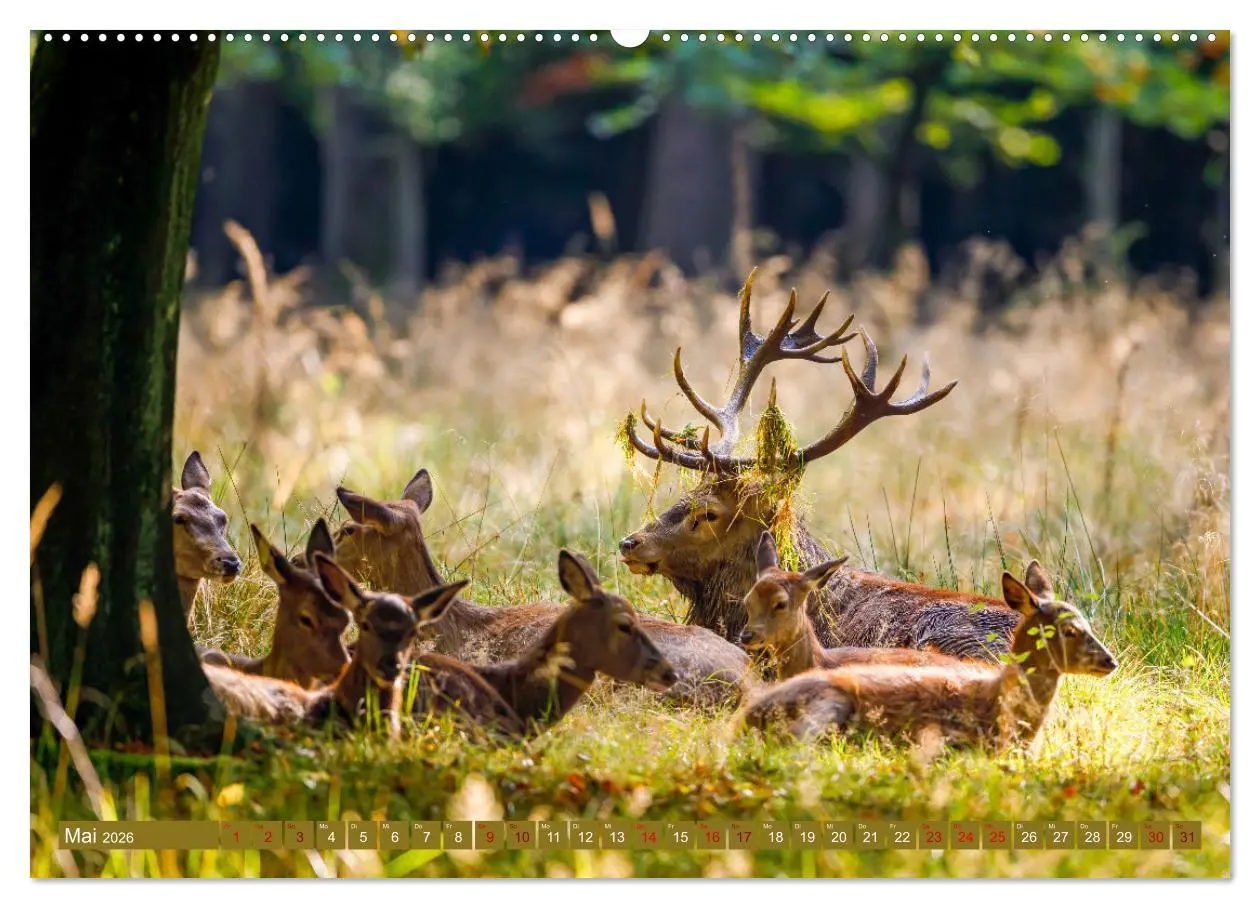 Bild: 9783457662533 | Die Brunft der Hirsche (Wandkalender 2026 DIN A2 quer), CALVENDO...