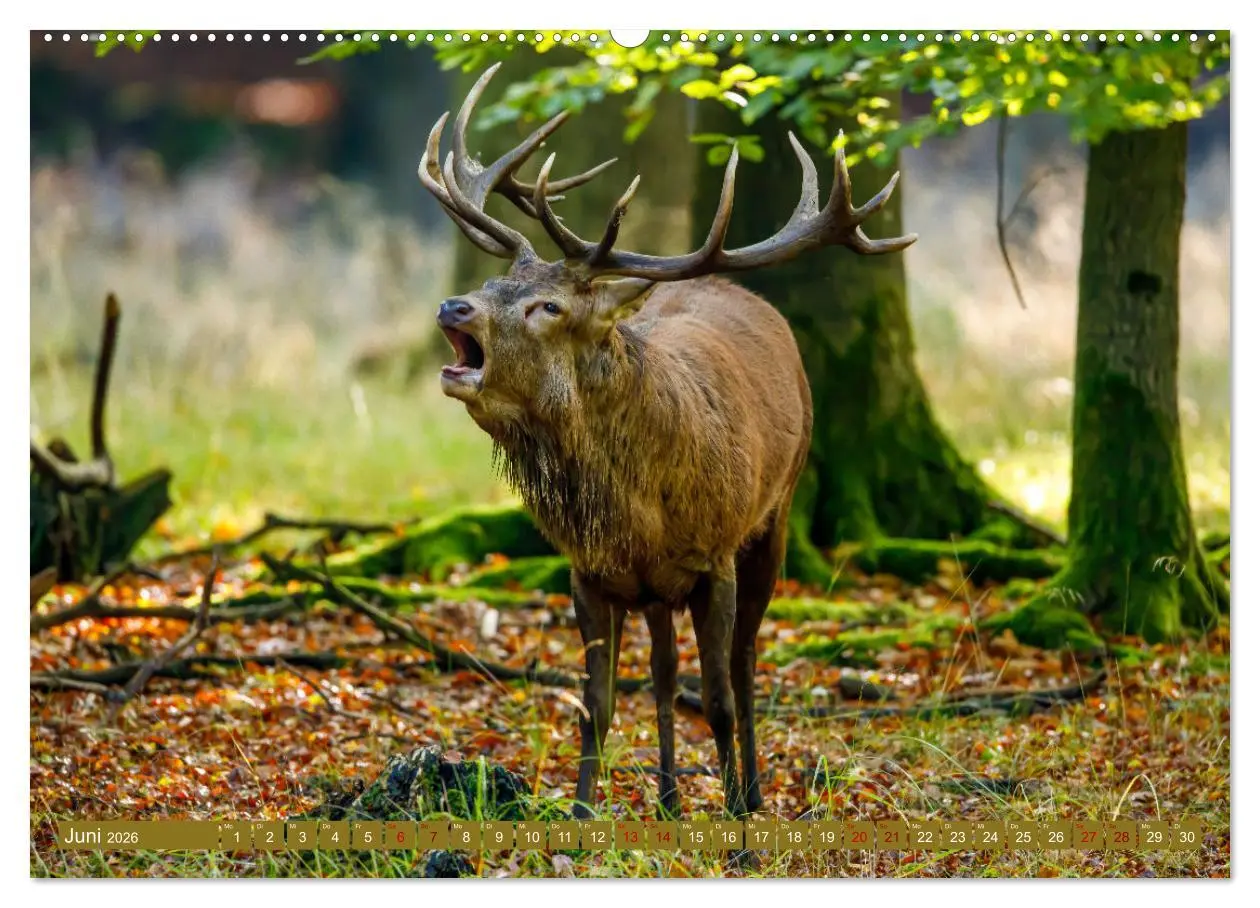 Bild: 9783457662533 | Die Brunft der Hirsche (Wandkalender 2026 DIN A2 quer), CALVENDO...