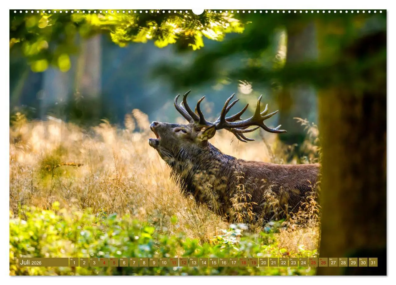 Bild: 9783457662533 | Die Brunft der Hirsche (Wandkalender 2026 DIN A2 quer), CALVENDO...