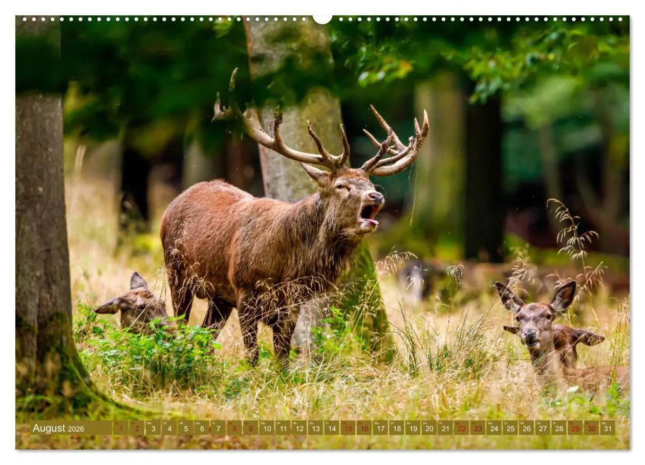 Bild: 9783457662533 | Die Brunft der Hirsche (Wandkalender 2026 DIN A2 quer), CALVENDO...