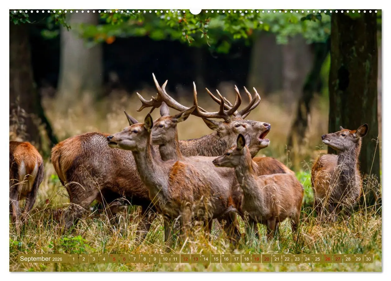 Bild: 9783457662533 | Die Brunft der Hirsche (Wandkalender 2026 DIN A2 quer), CALVENDO...