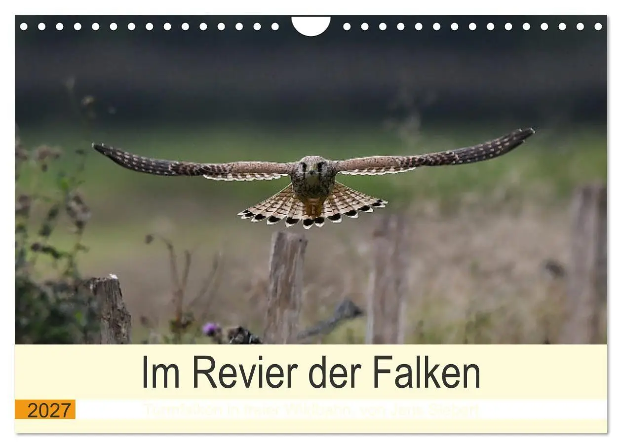 Cover: 9783569462533 | Im Revier der Falken (Wandkalender 2027 DIN A4 quer), CALVENDO...