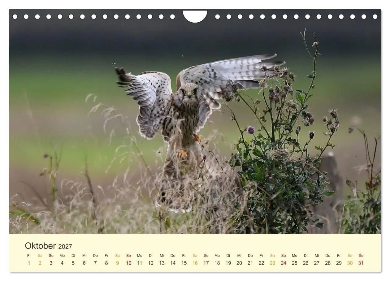 Bild: 9783569462533 | Im Revier der Falken (Wandkalender 2027 DIN A4 quer), CALVENDO...