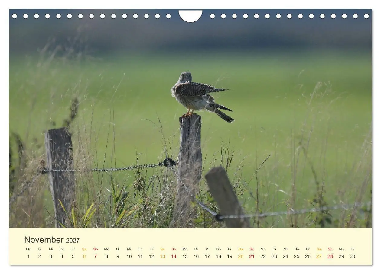 Bild: 9783569462533 | Im Revier der Falken (Wandkalender 2027 DIN A4 quer), CALVENDO...