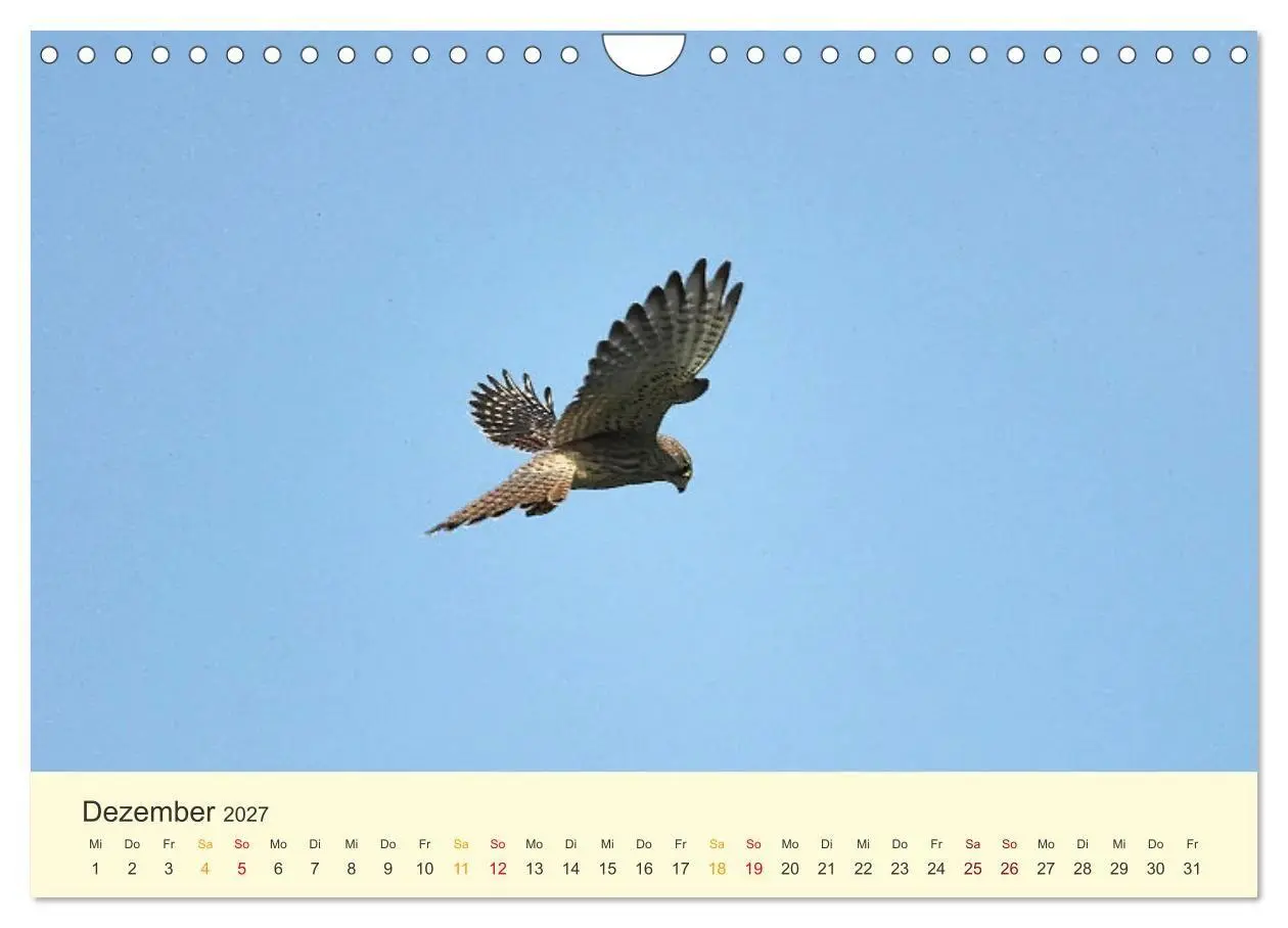 Bild: 9783569462533 | Im Revier der Falken (Wandkalender 2027 DIN A4 quer), CALVENDO...