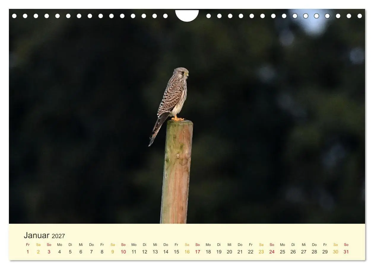 Bild: 9783569462533 | Im Revier der Falken (Wandkalender 2027 DIN A4 quer), CALVENDO...