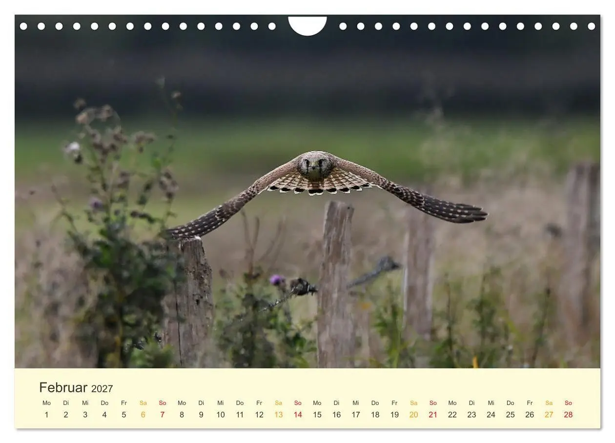 Bild: 9783569462533 | Im Revier der Falken (Wandkalender 2027 DIN A4 quer), CALVENDO...