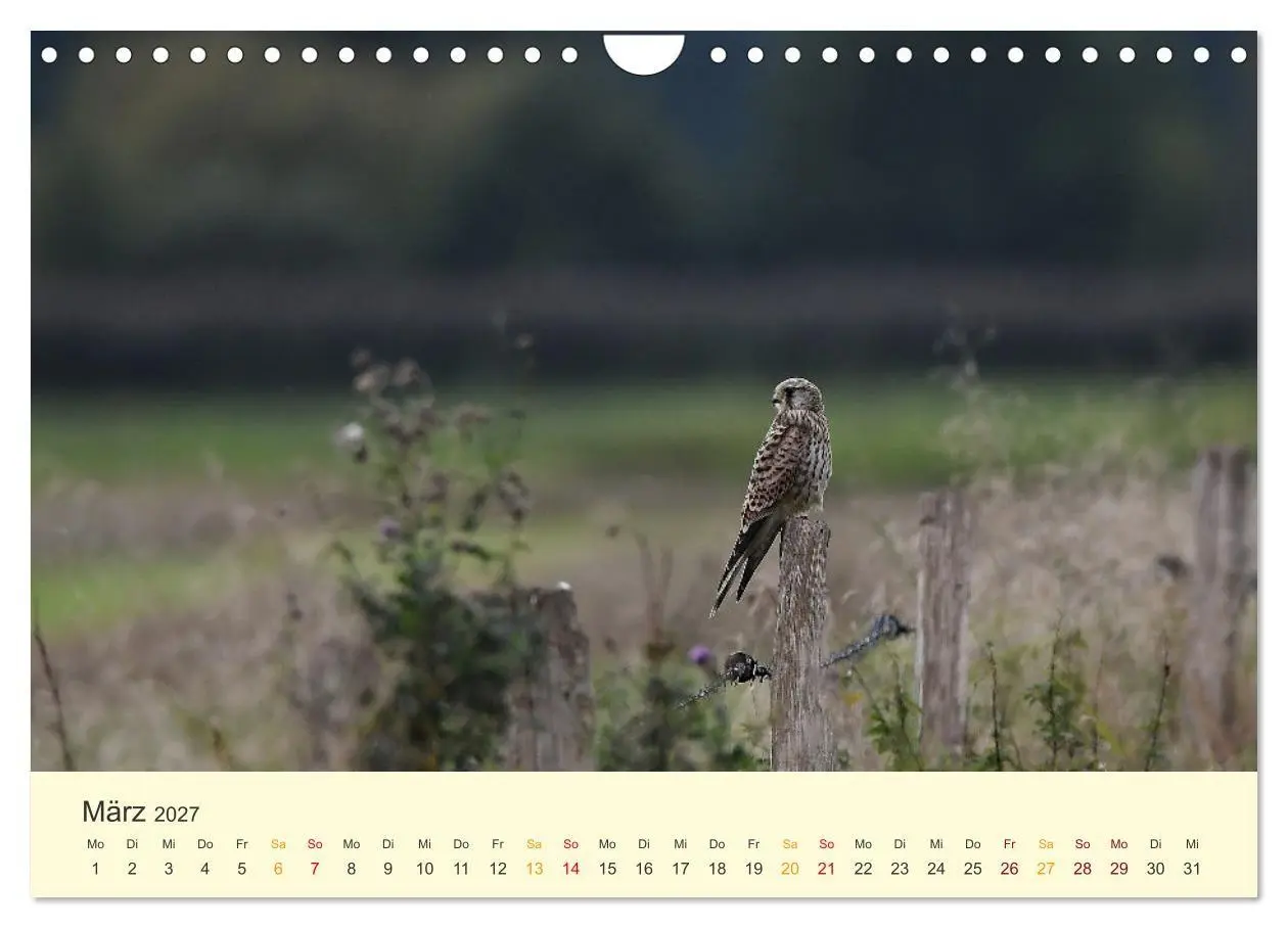 Bild: 9783569462533 | Im Revier der Falken (Wandkalender 2027 DIN A4 quer), CALVENDO...
