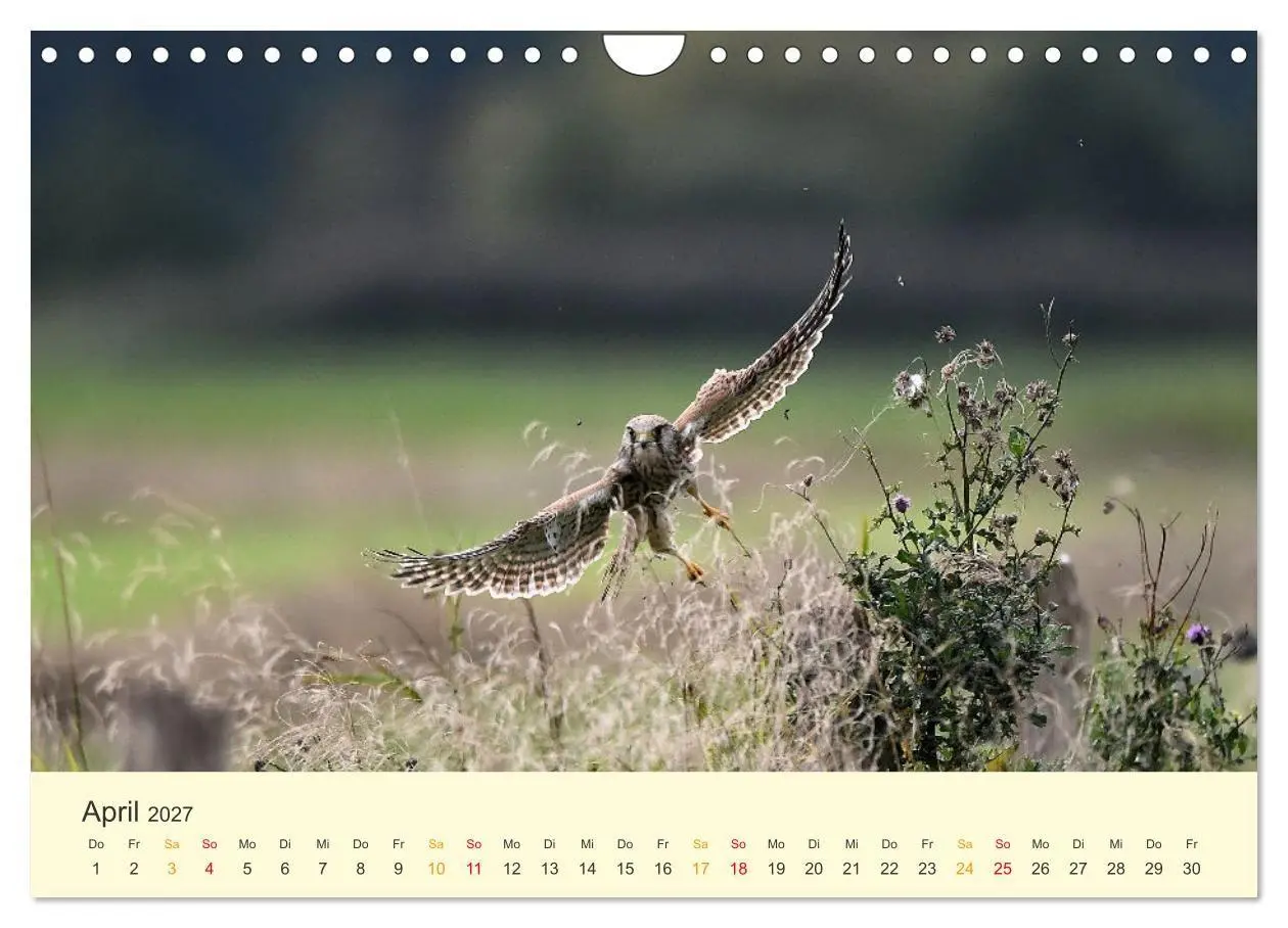 Bild: 9783569462533 | Im Revier der Falken (Wandkalender 2027 DIN A4 quer), CALVENDO...