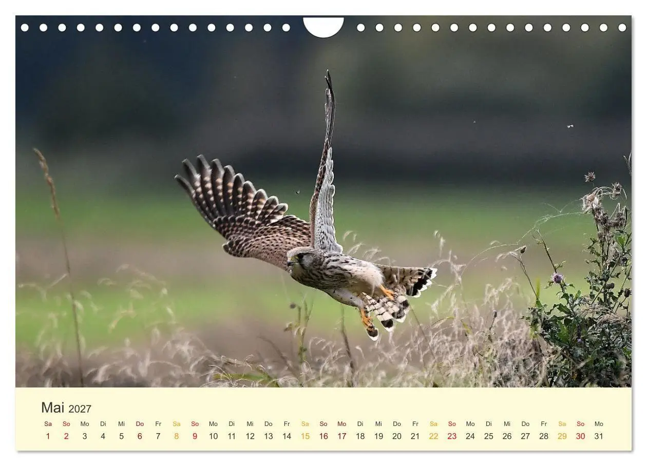 Bild: 9783569462533 | Im Revier der Falken (Wandkalender 2027 DIN A4 quer), CALVENDO...