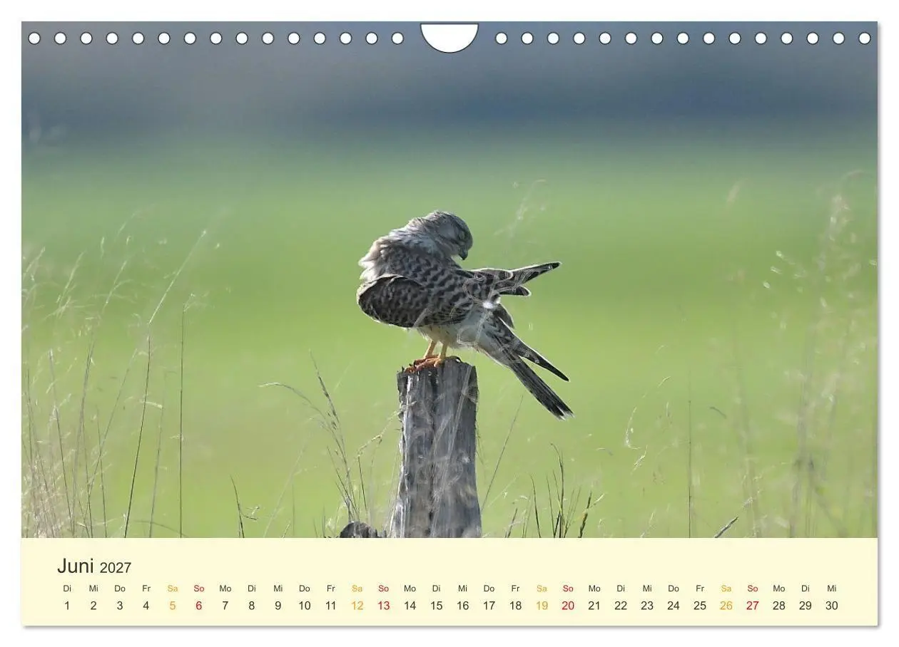 Bild: 9783569462533 | Im Revier der Falken (Wandkalender 2027 DIN A4 quer), CALVENDO...