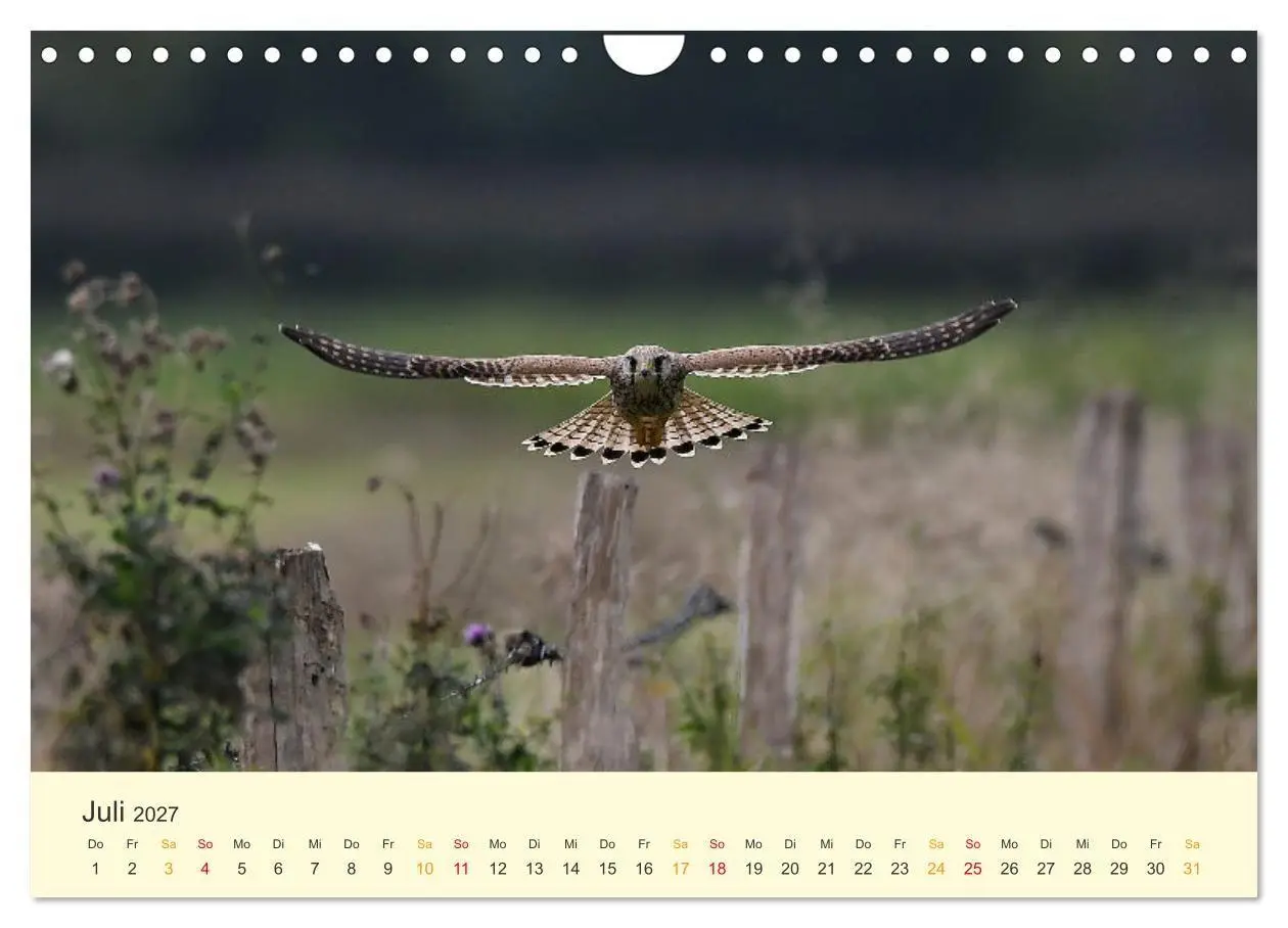 Bild: 9783569462533 | Im Revier der Falken (Wandkalender 2027 DIN A4 quer), CALVENDO...