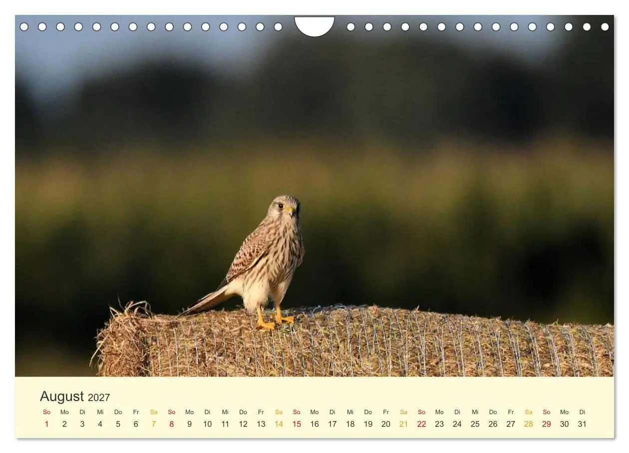 Bild: 9783569462533 | Im Revier der Falken (Wandkalender 2027 DIN A4 quer), CALVENDO...