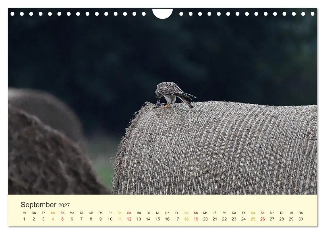 Bild: 9783569462533 | Im Revier der Falken (Wandkalender 2027 DIN A4 quer), CALVENDO...