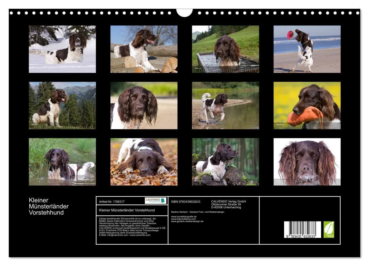 Bild: 9783435632633 | Kleiner Münsterländer Vorstehhund (Wandkalender 2025 DIN A3 quer),...