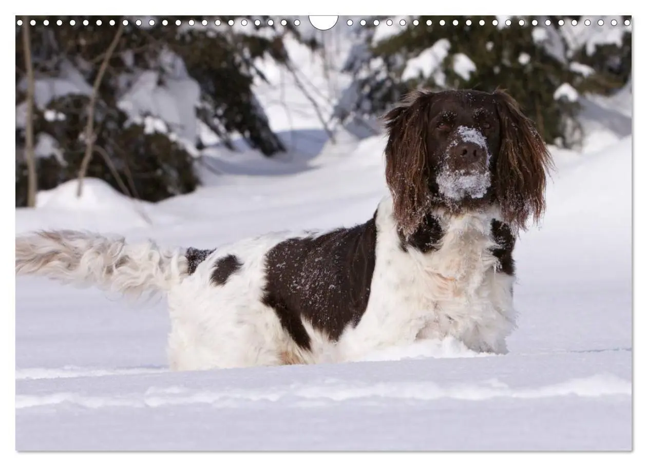 Bild: 9783435632633 | Kleiner Münsterländer Vorstehhund (Wandkalender 2025 DIN A3 quer),...