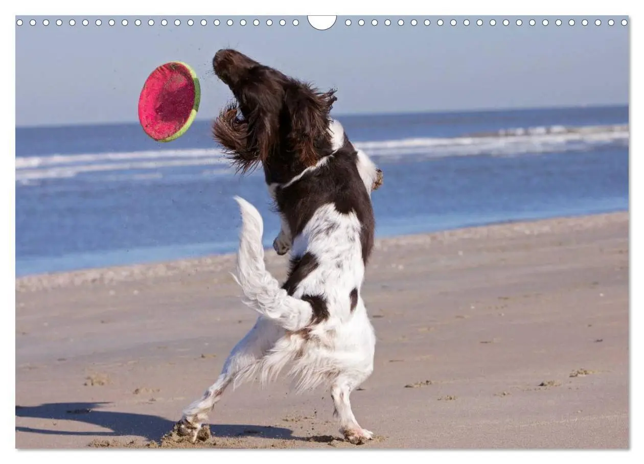 Bild: 9783435632633 | Kleiner Münsterländer Vorstehhund (Wandkalender 2025 DIN A3 quer),...