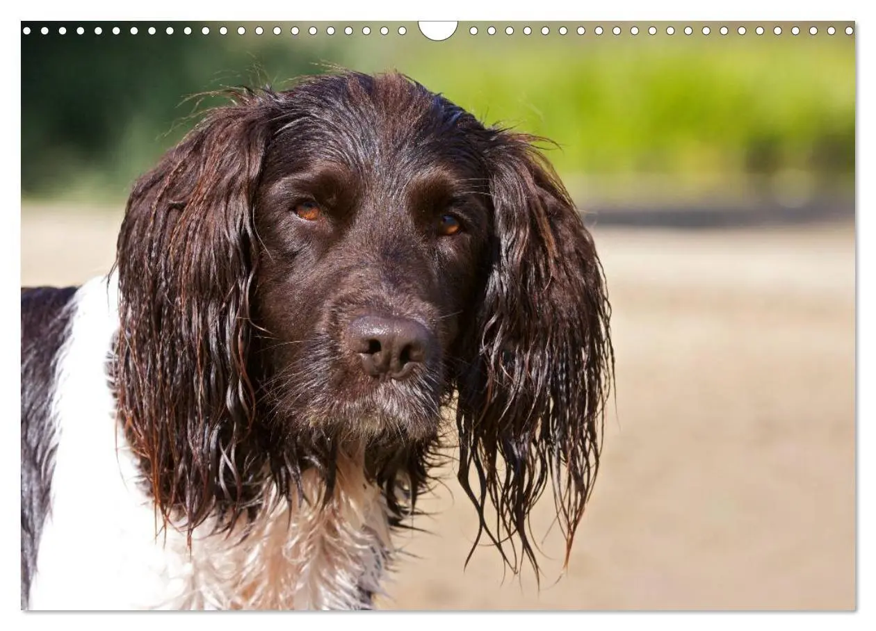 Bild: 9783435632633 | Kleiner Münsterländer Vorstehhund (Wandkalender 2025 DIN A3 quer),...