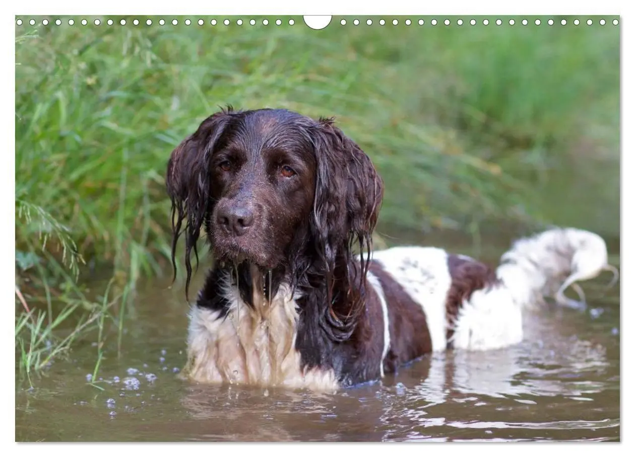 Bild: 9783435632633 | Kleiner Münsterländer Vorstehhund (Wandkalender 2025 DIN A3 quer),...