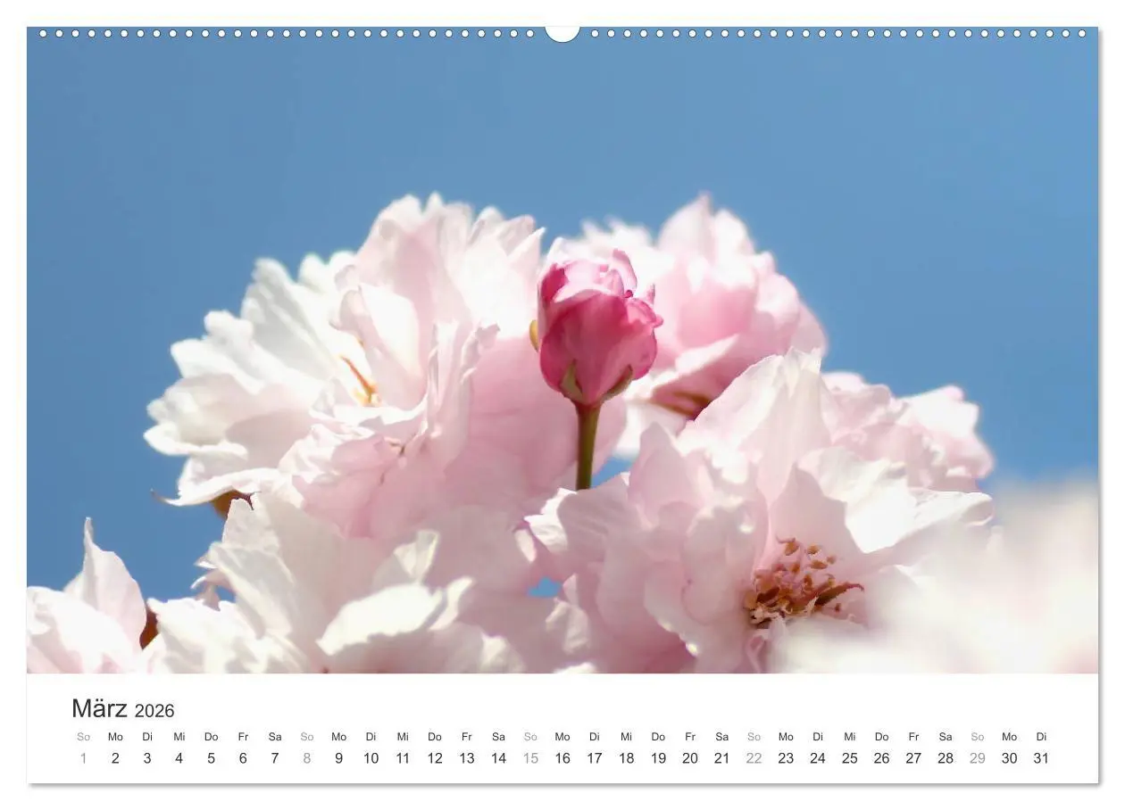 Bild: 9783457892633 | Kirschblütentraum (Wandkalender 2026 DIN A2 quer), CALVENDO...
