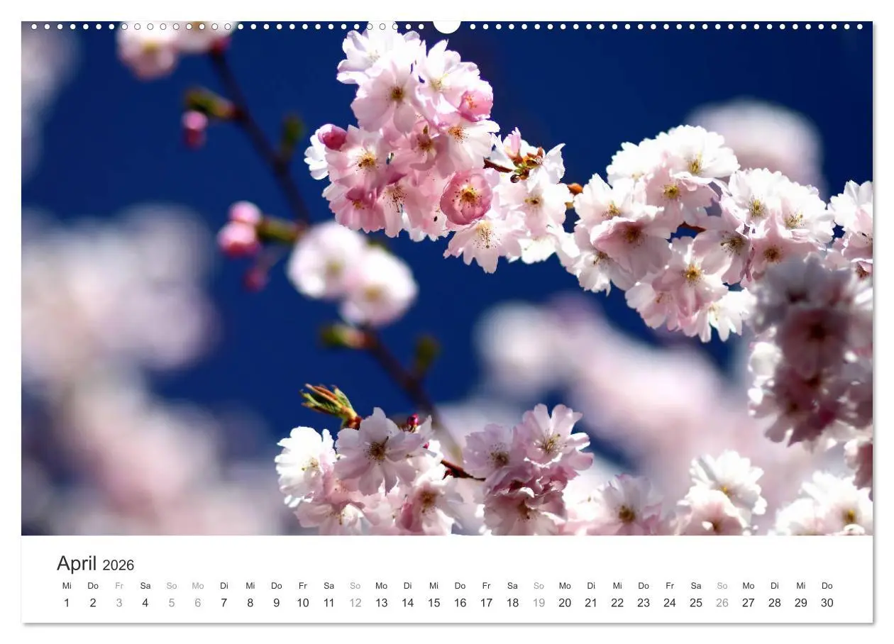 Bild: 9783457892633 | Kirschblütentraum (Wandkalender 2026 DIN A2 quer), CALVENDO...