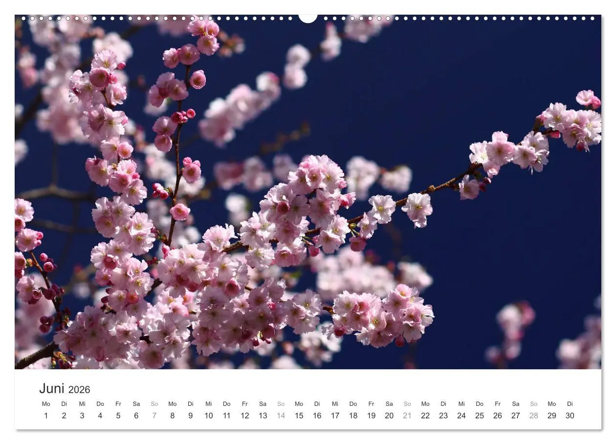Bild: 9783457892633 | Kirschblütentraum (Wandkalender 2026 DIN A2 quer), CALVENDO...