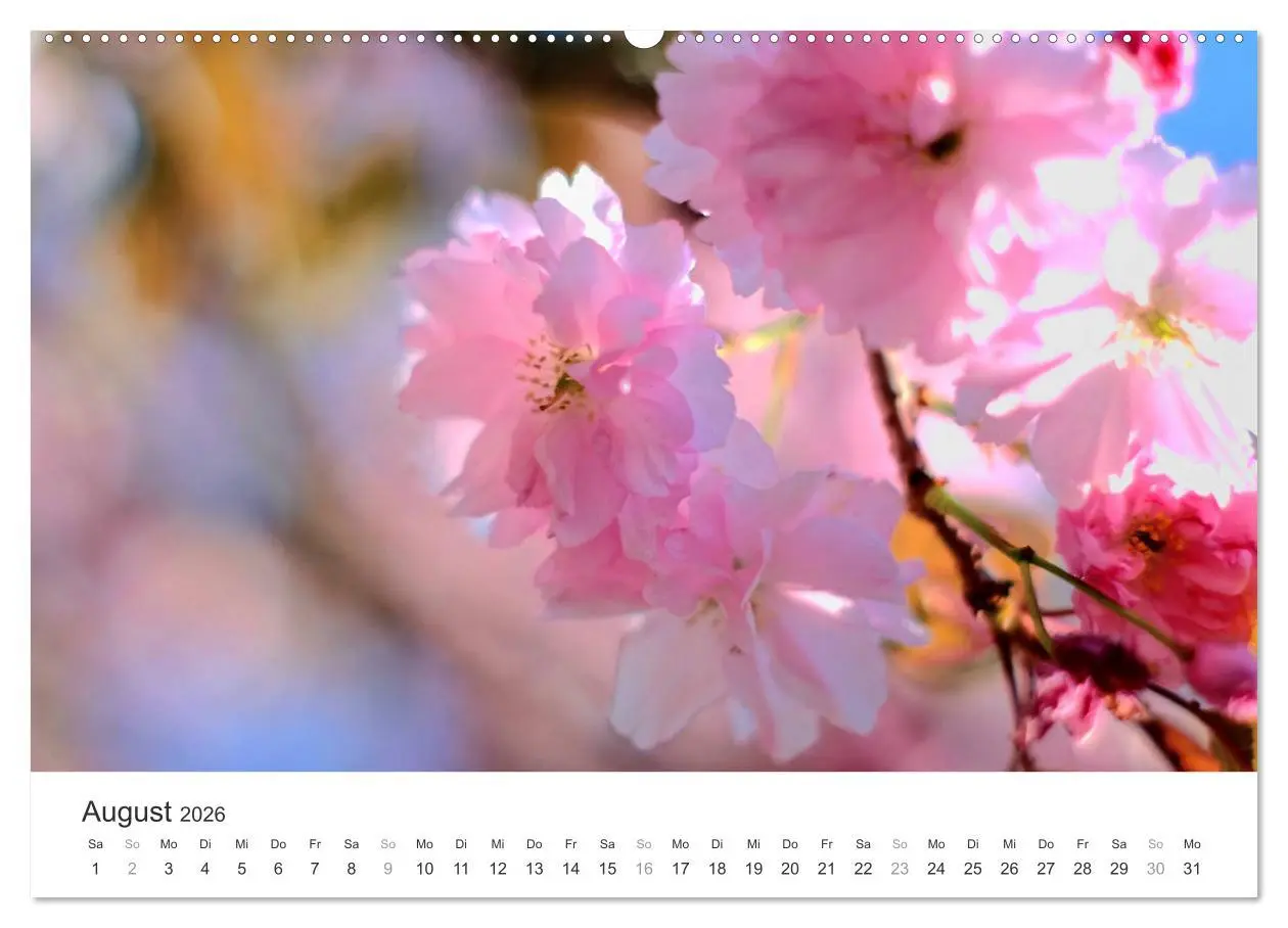 Bild: 9783457892633 | Kirschblütentraum (Wandkalender 2026 DIN A2 quer), CALVENDO...