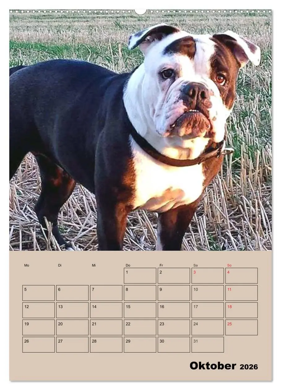 Bild: 9783516432633 | Bulldoggen-Gesichter (hochwertiger Premium Wandkalender 2026 DIN A2...
