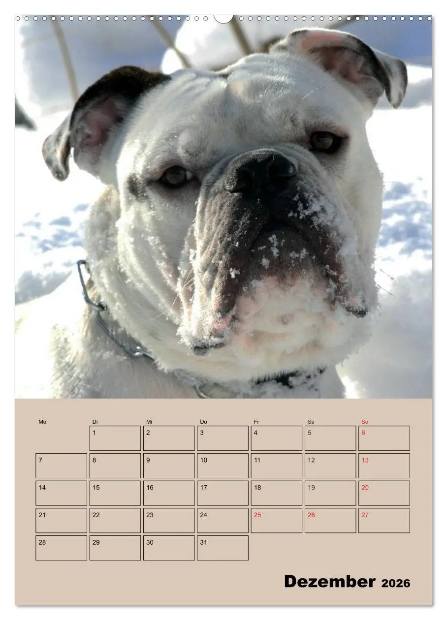 Bild: 9783516432633 | Bulldoggen-Gesichter (hochwertiger Premium Wandkalender 2026 DIN A2...